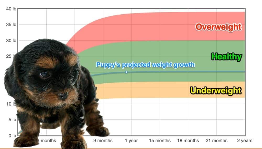 Teacup Yorkshire Terrier Weight+Growth Chart 2024 How Heavy Will My